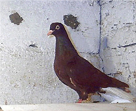 Placeholder image