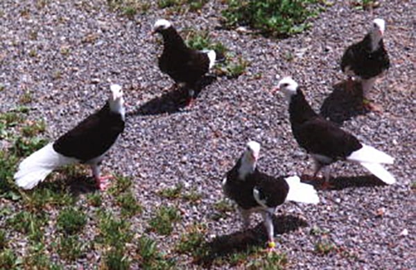 Placeholder image