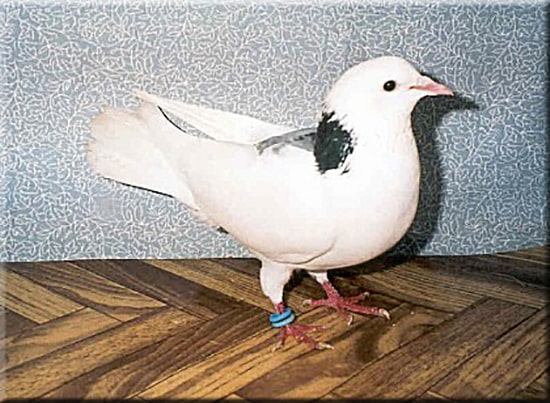 Placeholder image