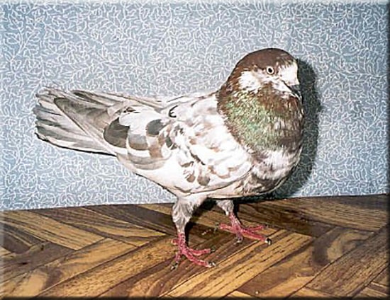 Placeholder image
