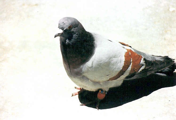 Placeholder image