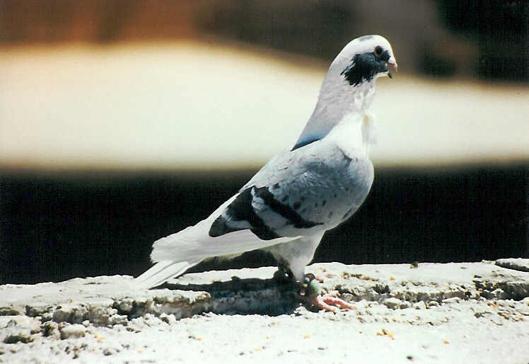 Placeholder image