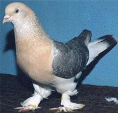 Placeholder image