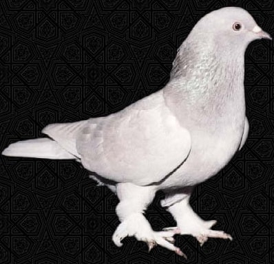 Placeholder image