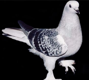 Placeholder image