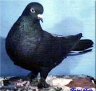 Placeholder image