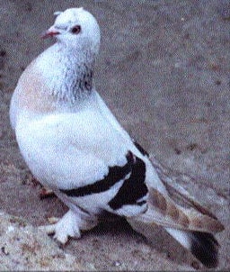 Placeholder image
